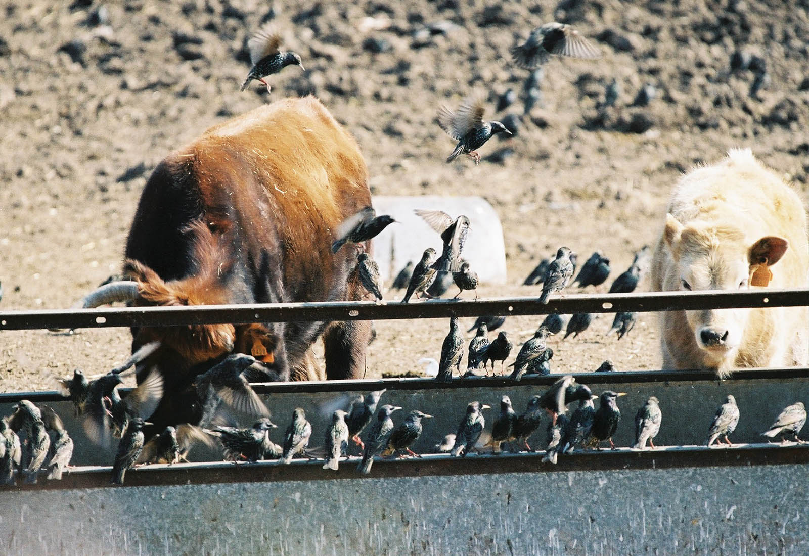 aves en pesebre de ganado de granjas