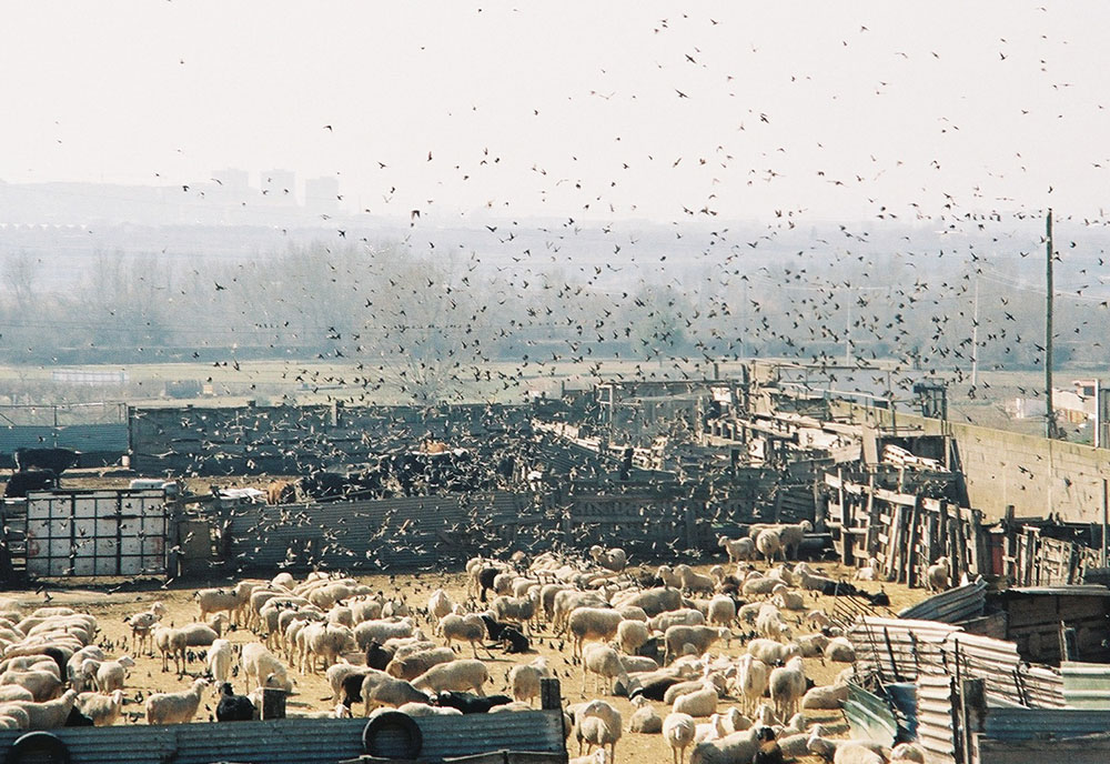 plaga de pájaros en granja de ovejas