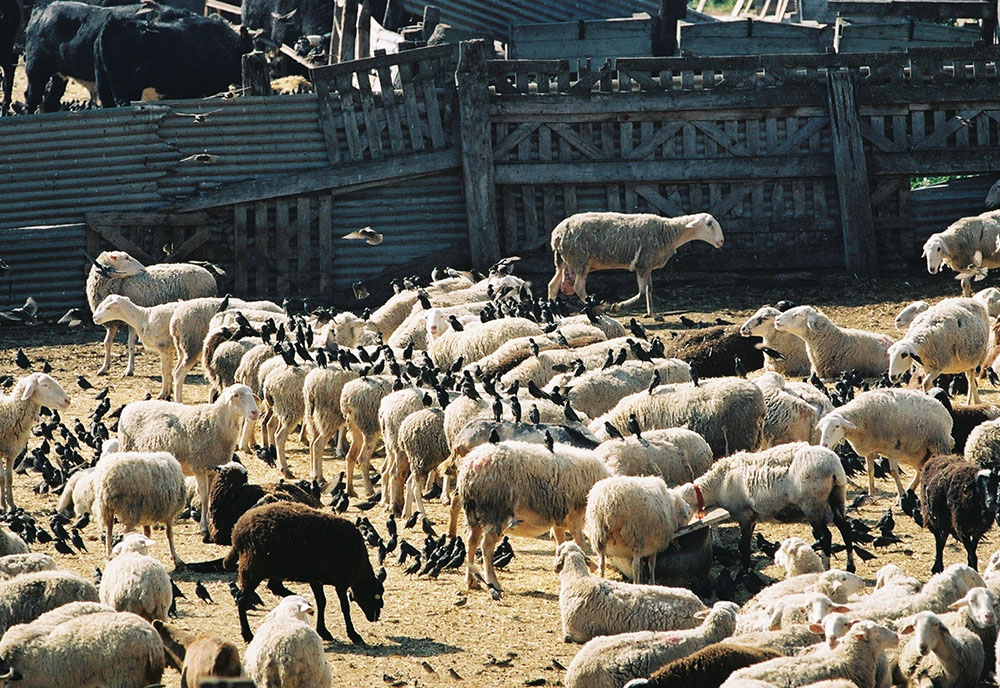 plaga de estorninos en granjas de ovejas