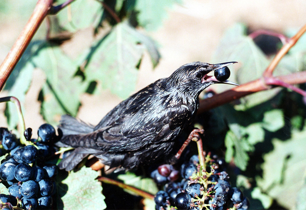 ¿Cómo ahuyentar aves de un cultivo?Ahuyentador para aves uvas viñedo